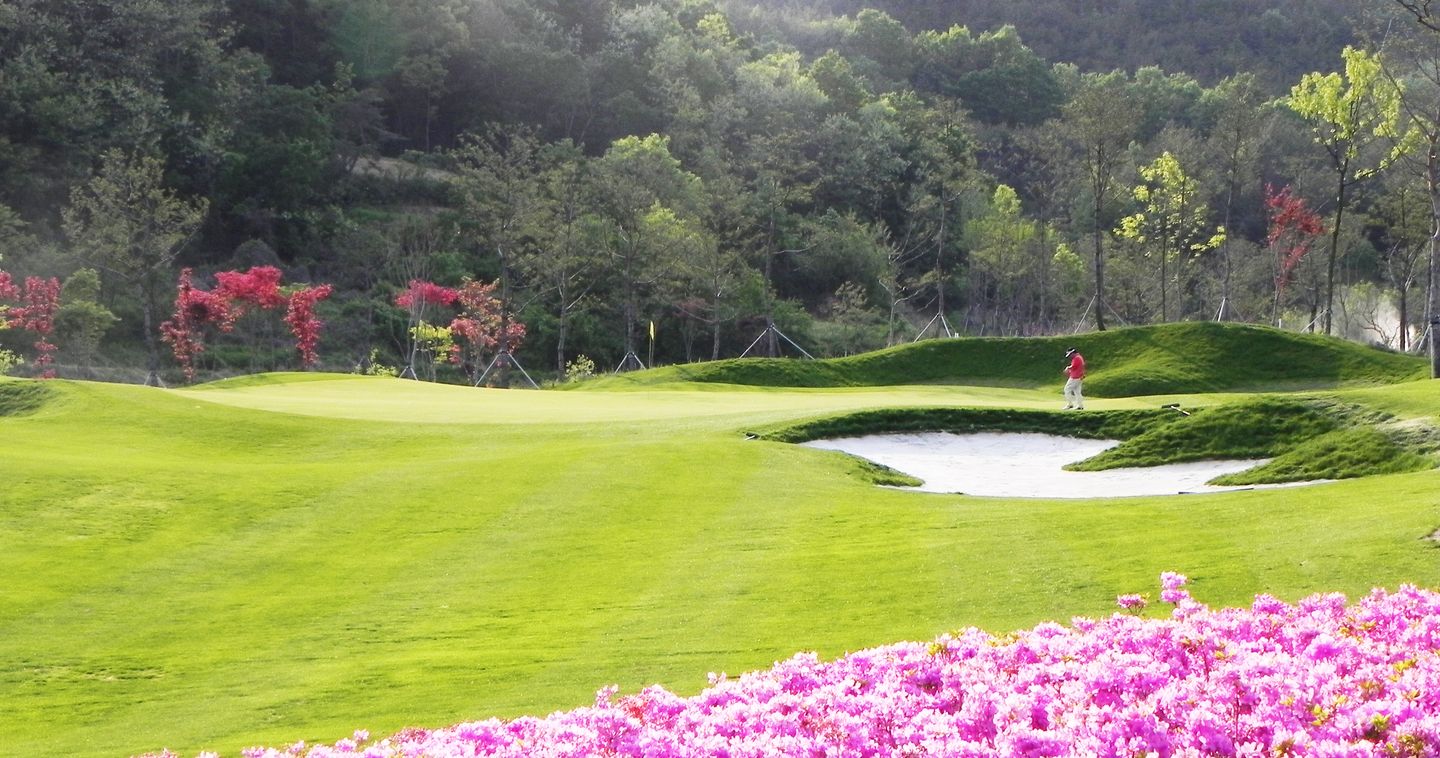 Turtle Course