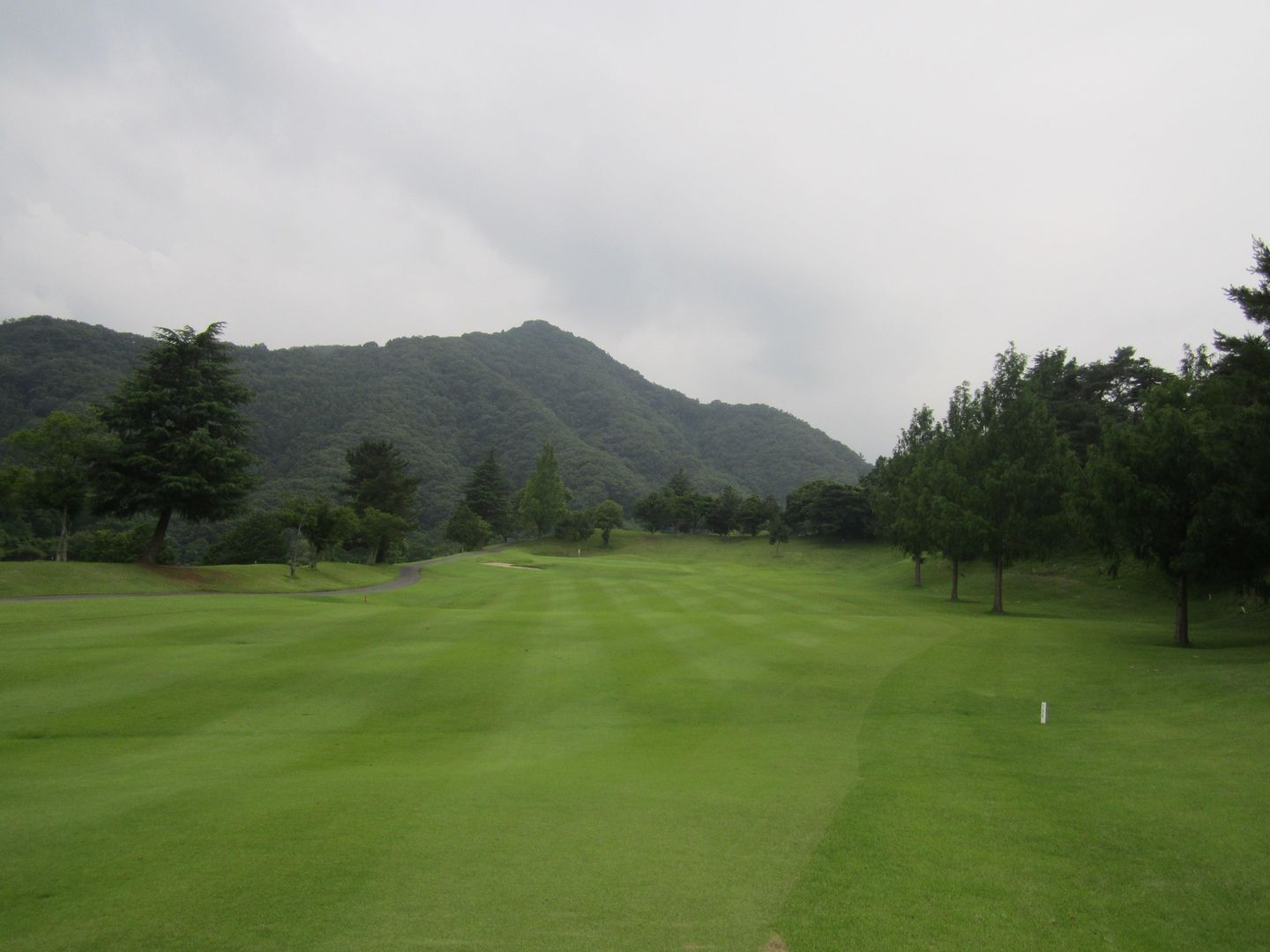 Maple/Zelkova Course