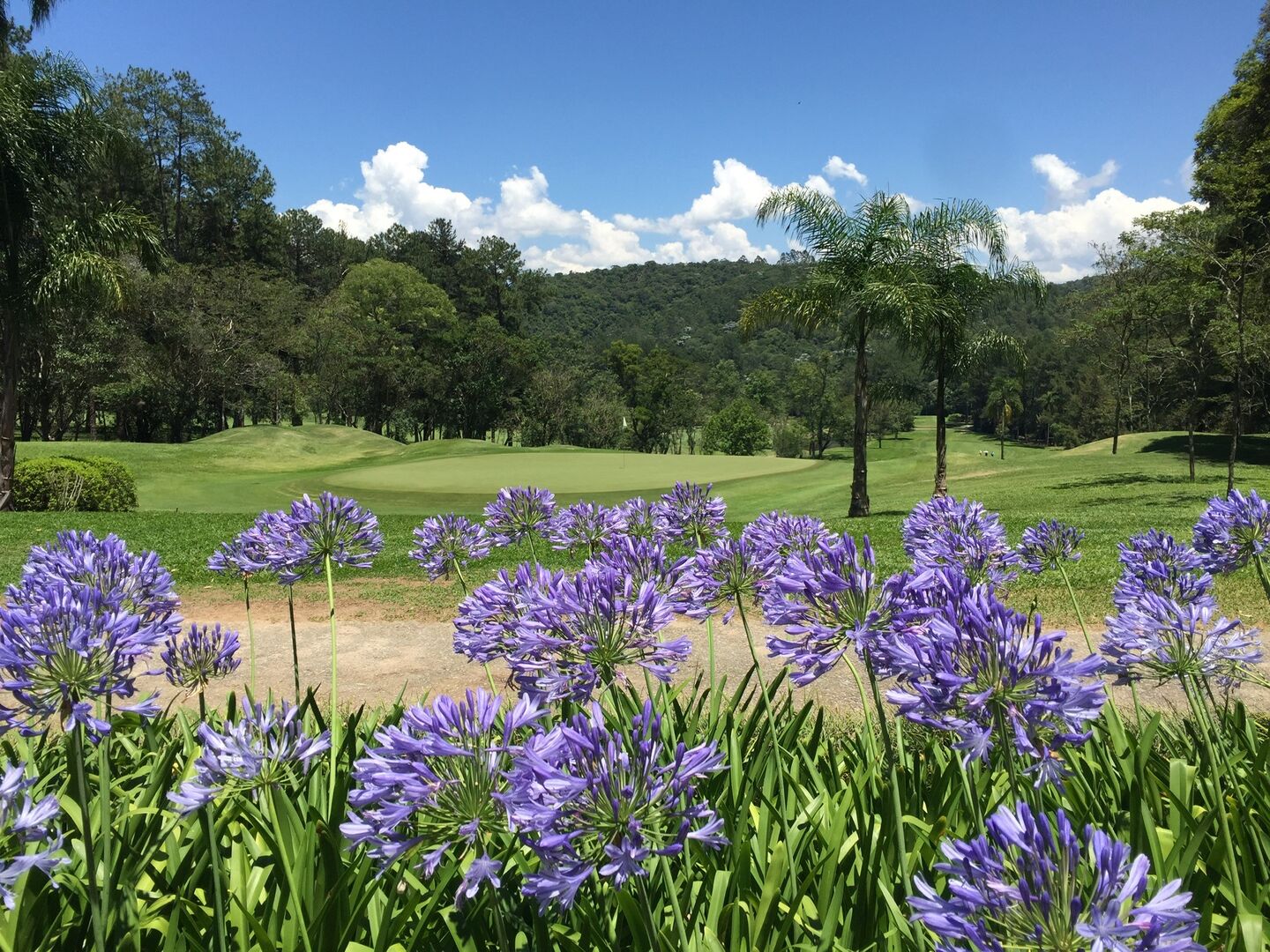 Lily Course