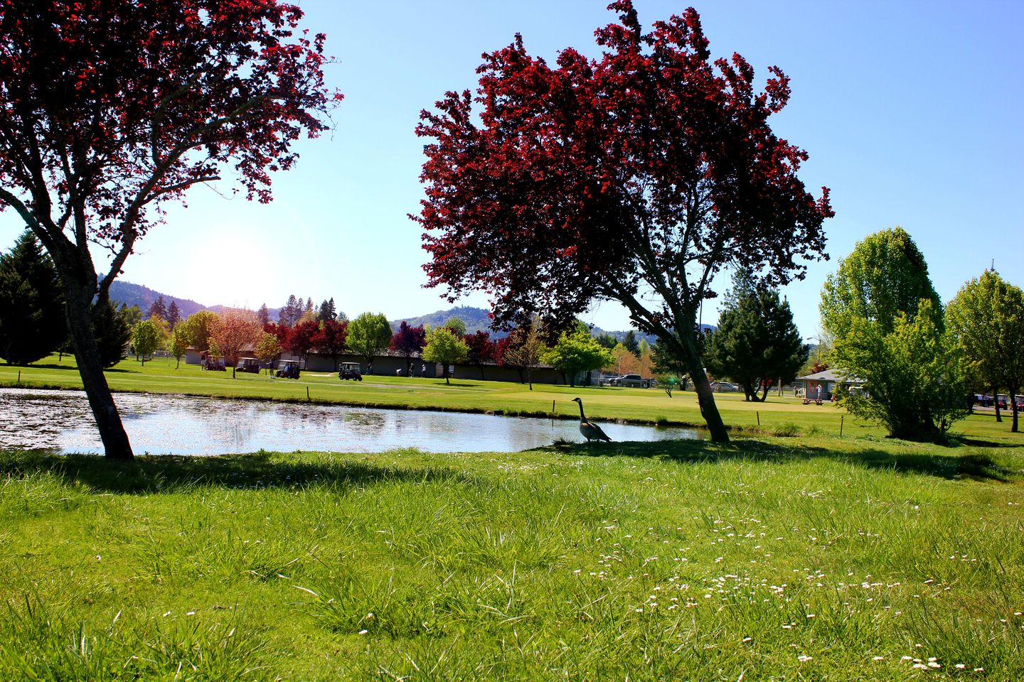 Stewart Park Municipal Golf Course