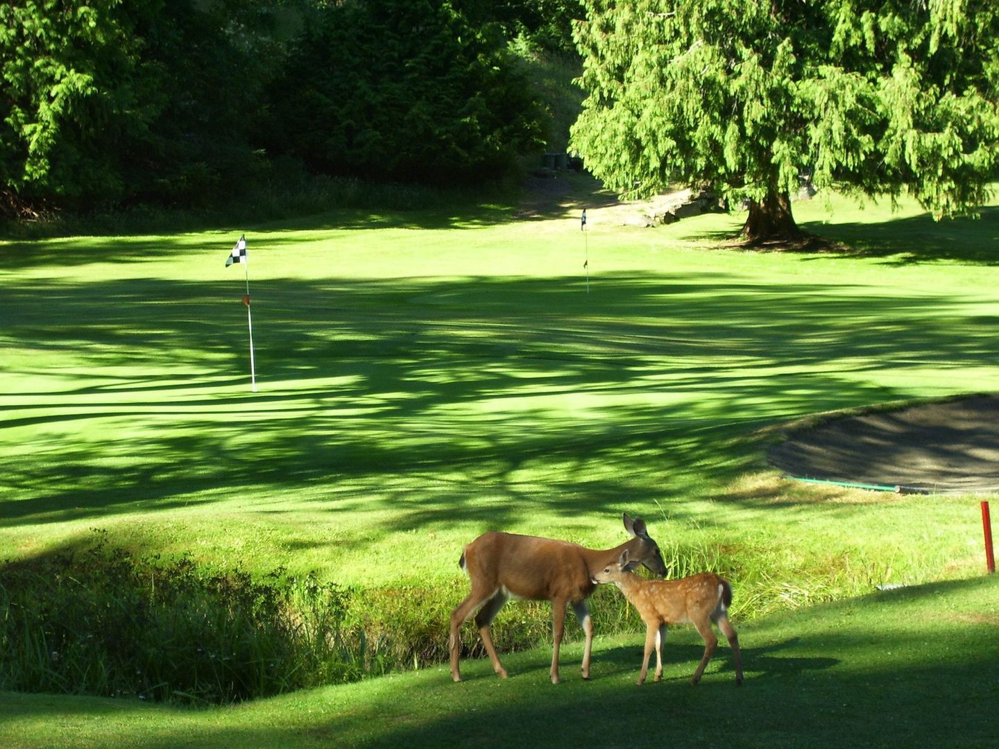 Galiano Golf Course
