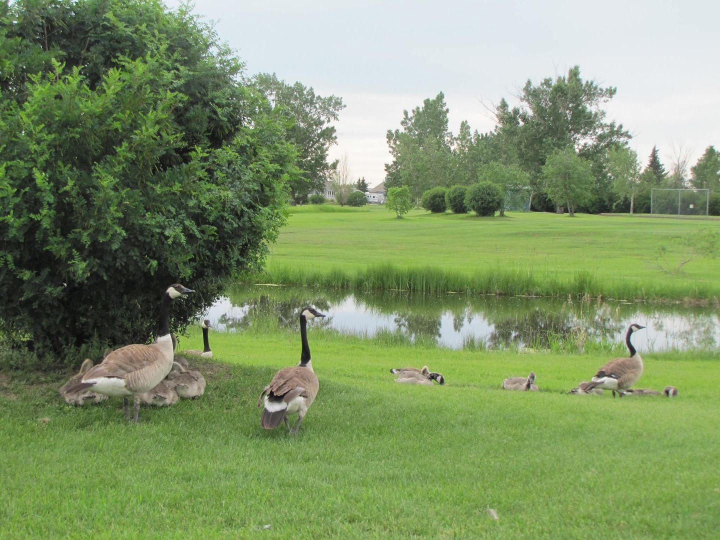 Stettler Golf and Country Club