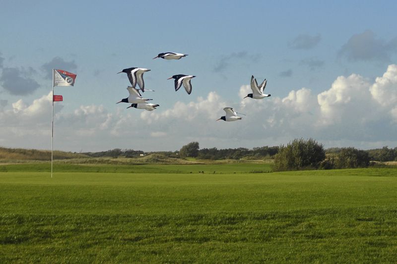Texelse Golf Club