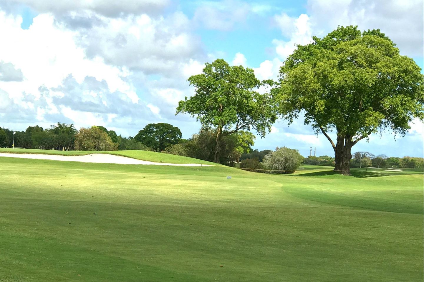 Dolphin Course