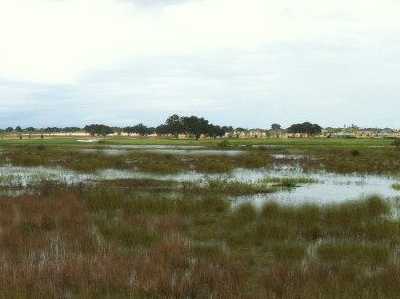 Egret/Killdeer