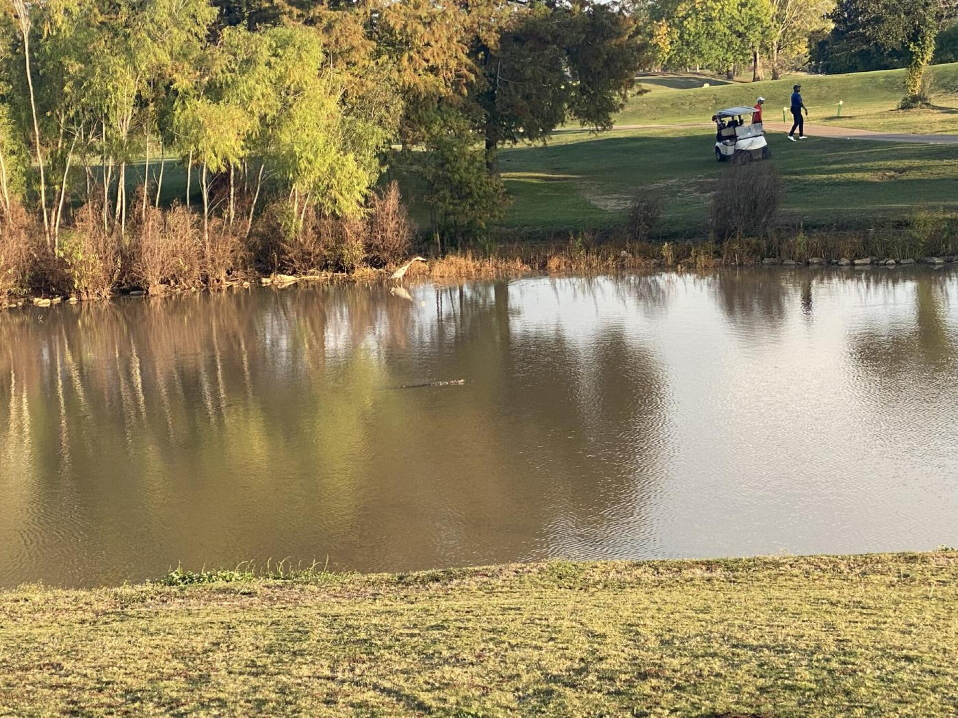 Gator swimming in middle of pond (Photo submitted by u314163524178 on 11/18/2023)