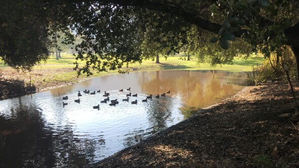 Santa Teresa Golf Club - duck pond 
