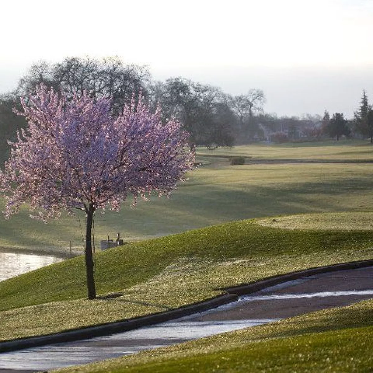 Timber Creek Golf Course Sierra Pines in Roseville, California, USA