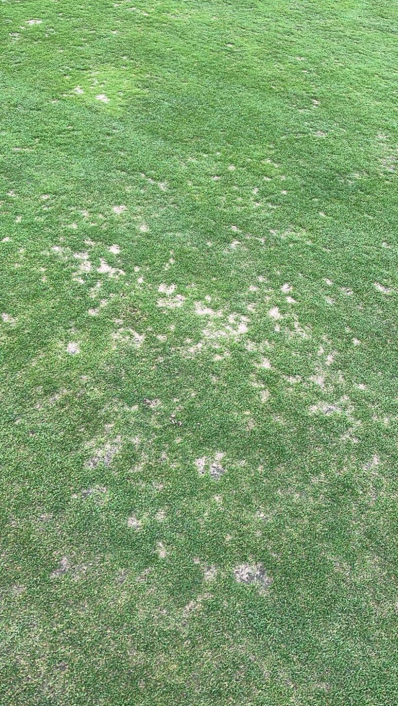 Greens (Photo submitted by SH7jrezGK0DfyGhCmABT on 03/24/2025)