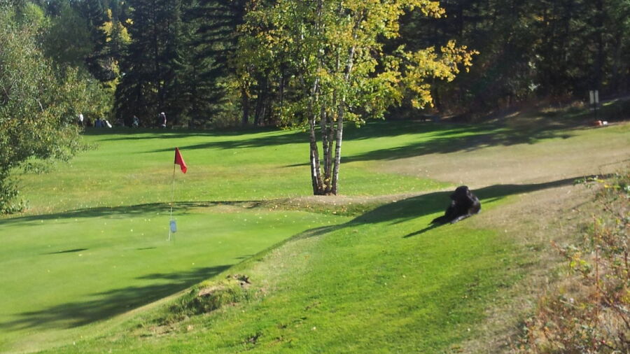 Bell-E-Acres GC