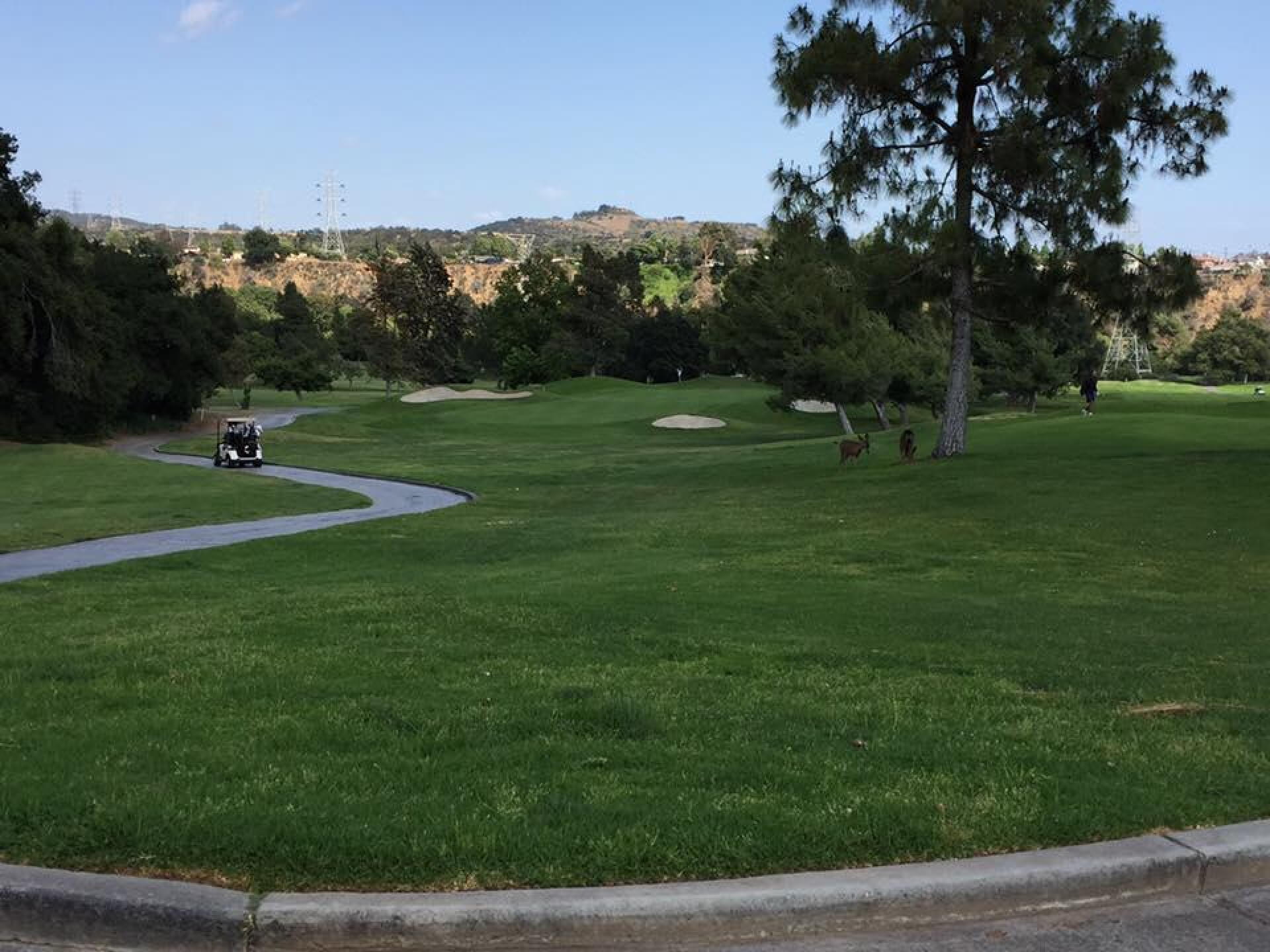 Deer at the fairway (Photo submitted by JeamEspanta on 05/25/2016)
