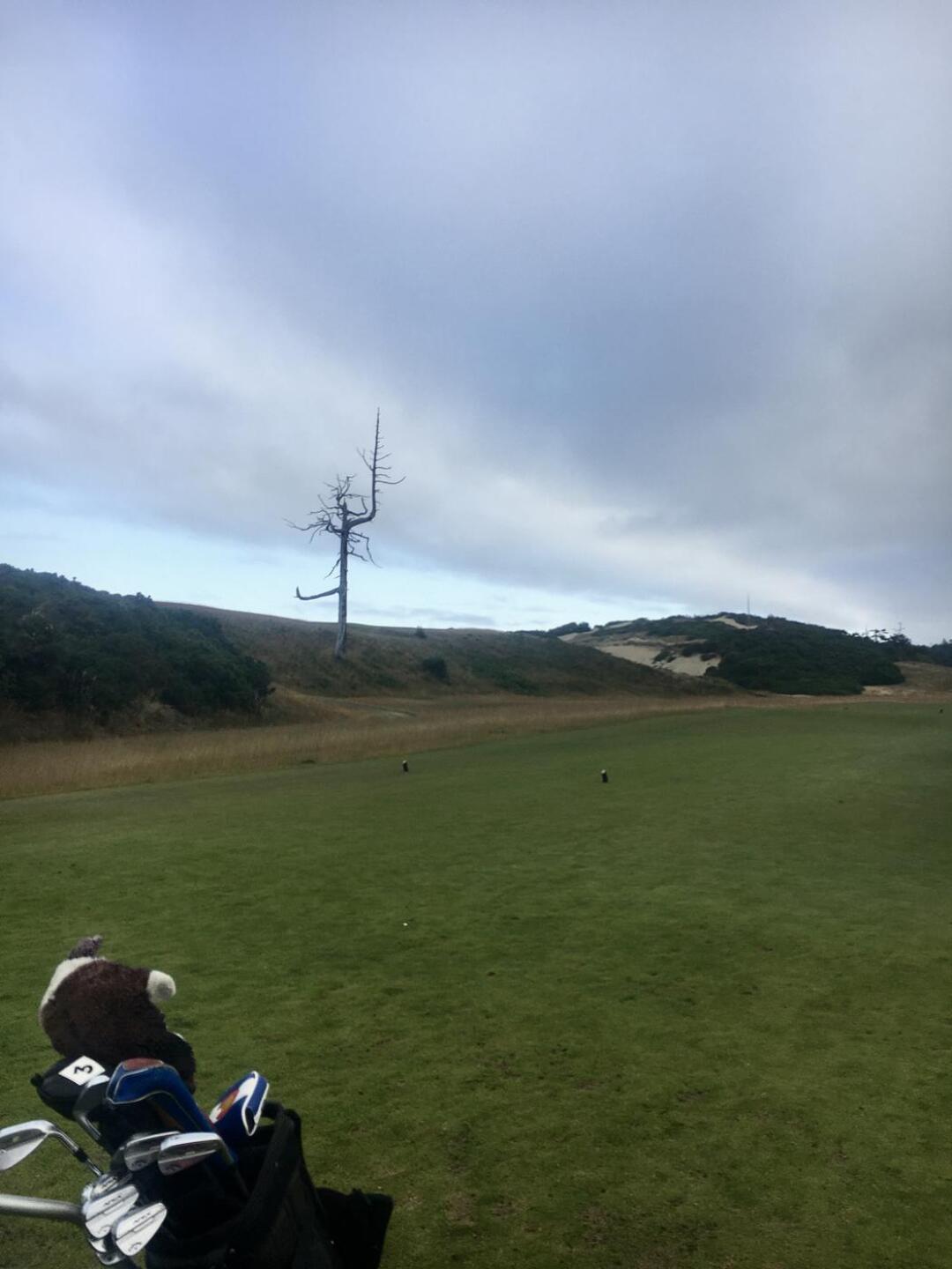 The Ghost Tree from 2 tee (Photo submitted by QuantumGolfx on 10/24/2021)