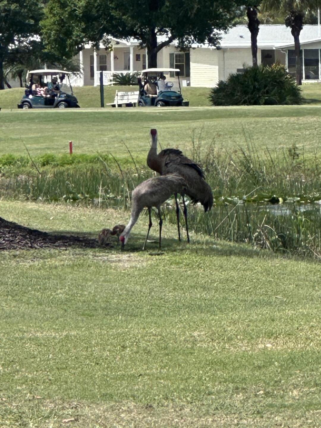 (Photo submitted by gunnerlyslo on 03/31/2026)