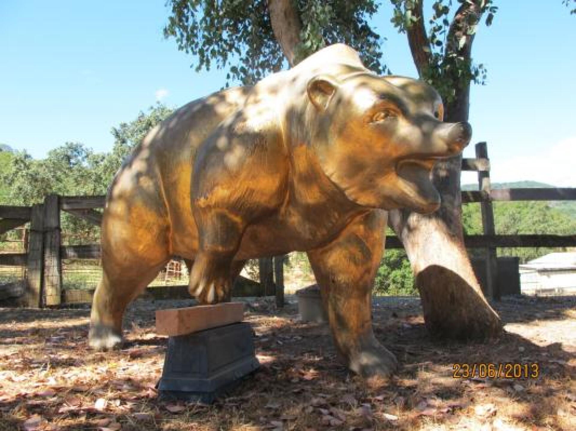the golden bear (Photo submitted by modmaxinsj on 07/09/2013)