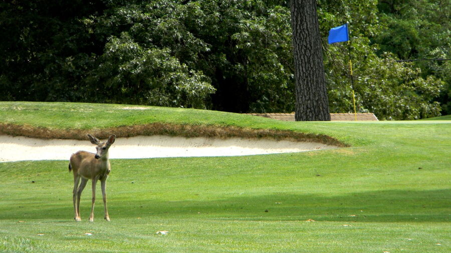 Cold Springs GCC: #10