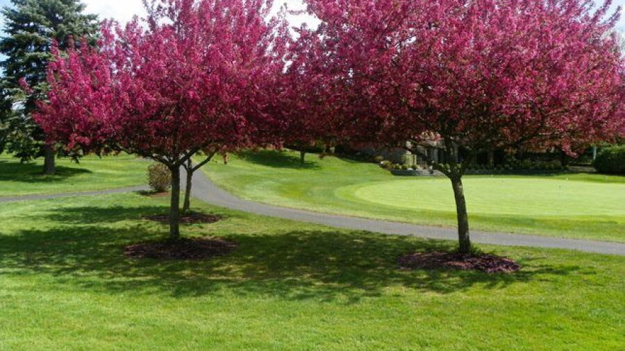 Mohawk GC