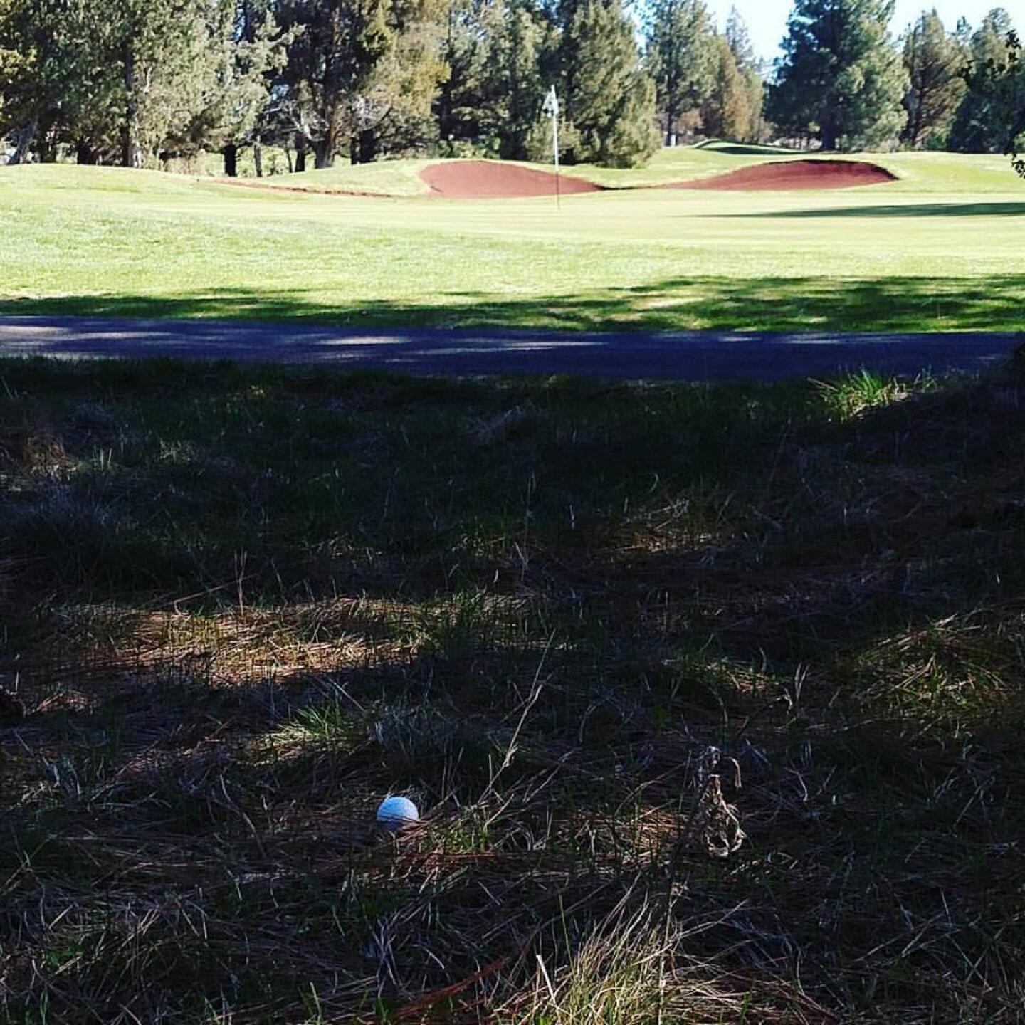 My first real trouble... in the pine straw... can be a bit fluffy (Photo submitted by sorenj on 04/23/2017)