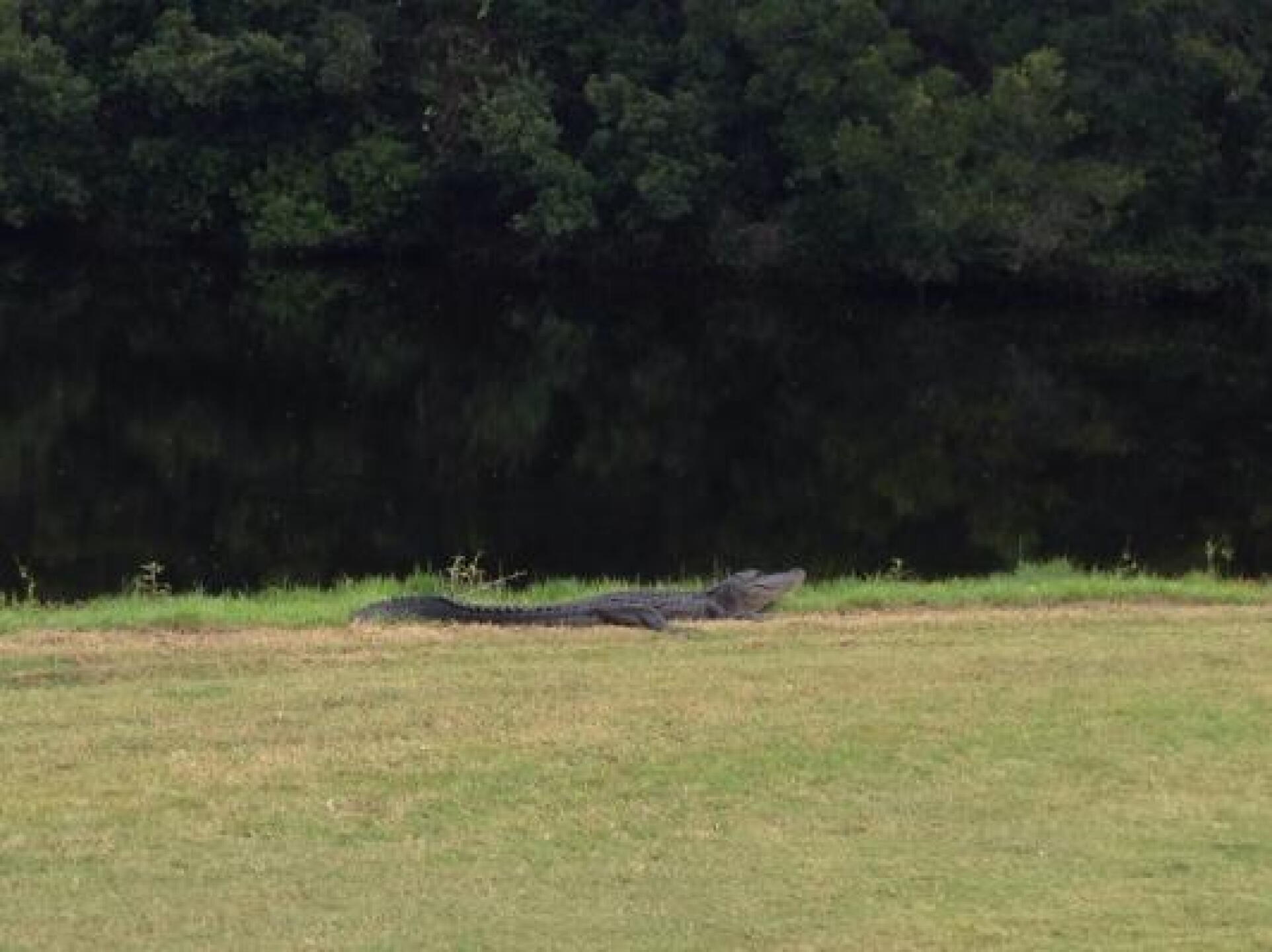 My ball landed right next to him. Reminded me of happy Gilmore (Photo submitted by Cameronx45 on 10/20/2013)