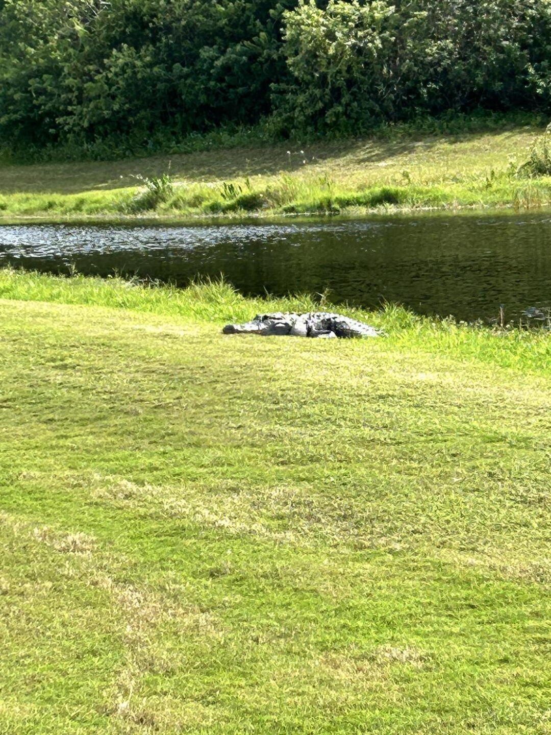 Sunning on the fairway (Photo submitted by ukycats1 on 10/25/2023)