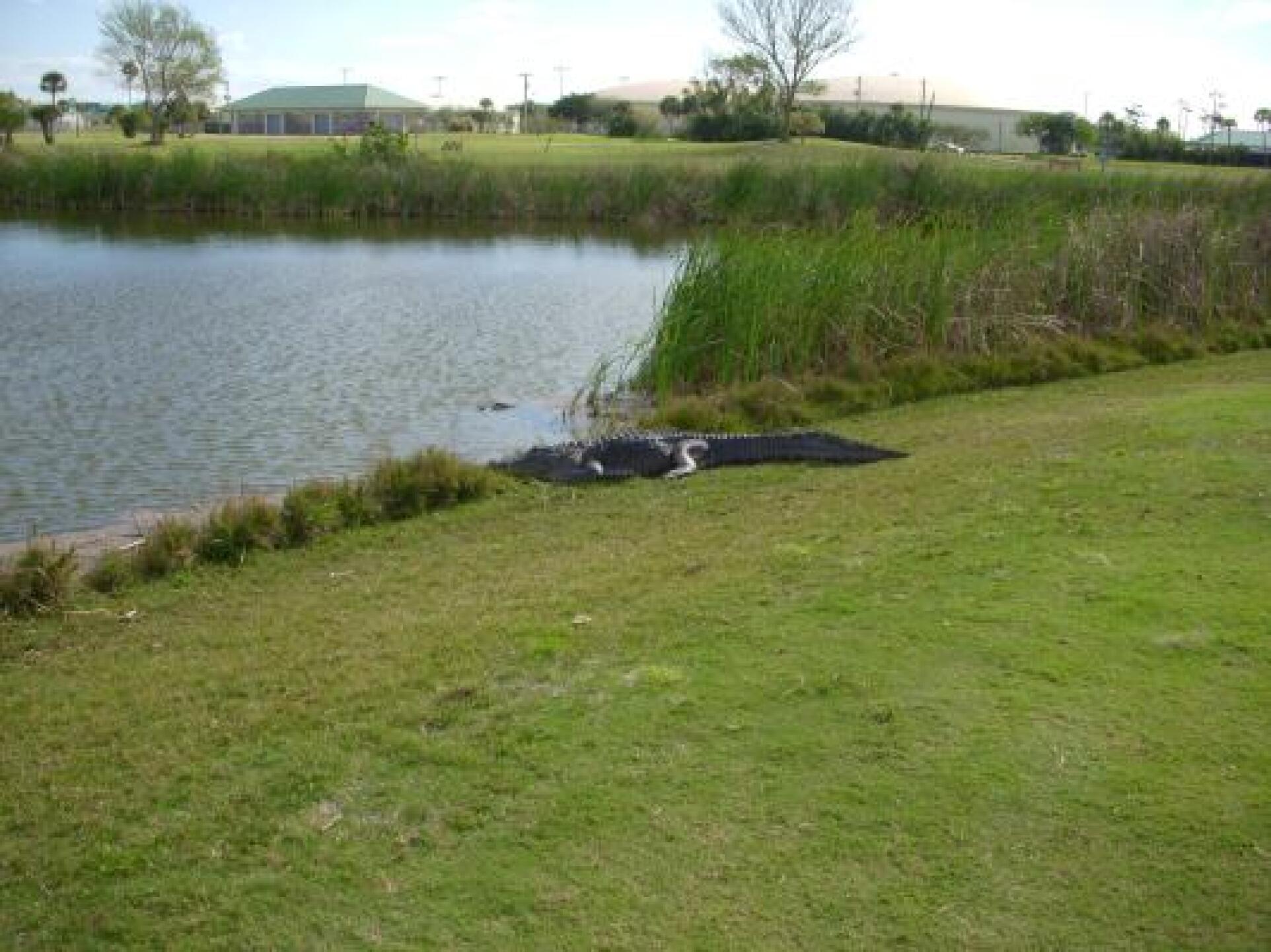 Alligator relaxing by pond (Photo submitted by rjurban56 on 03/20/2014)