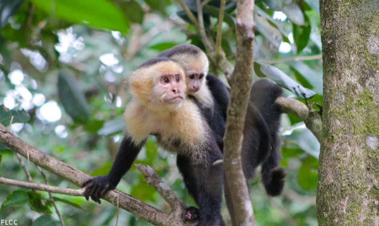 Monkeys