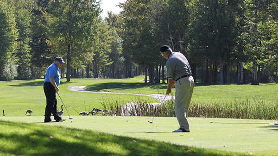 The Meadows GC