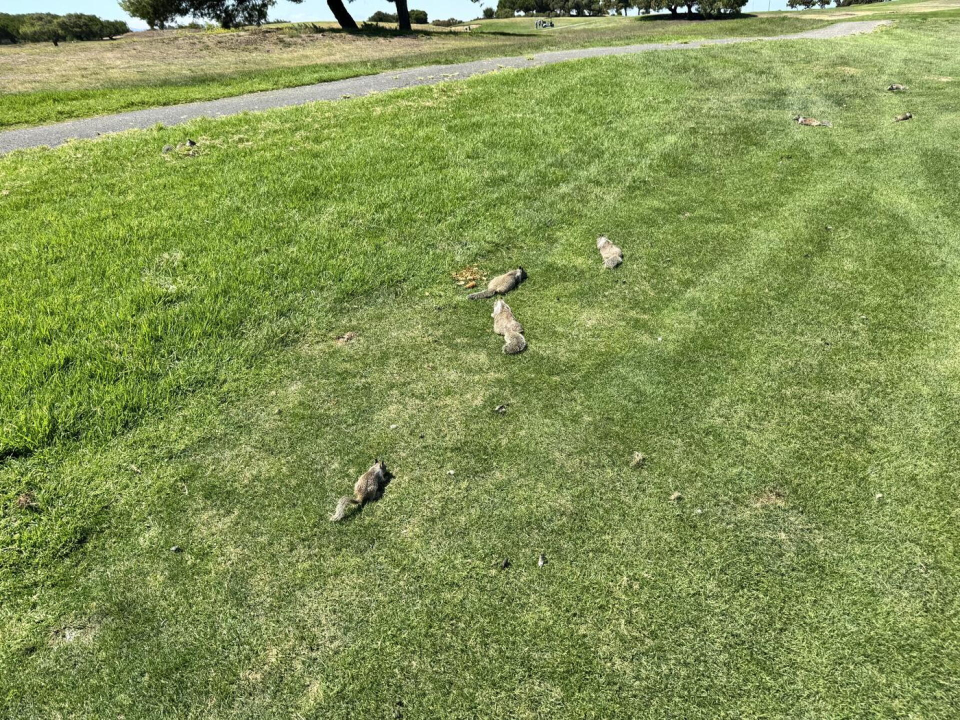 Squirrels (Photo submitted by tmwong on 08/17/2026)