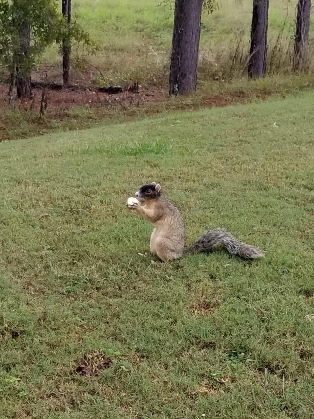 Gave the cute squirrel part of my sandwich (Photo submitted by Karinabutts51 on 11/09/2019)
