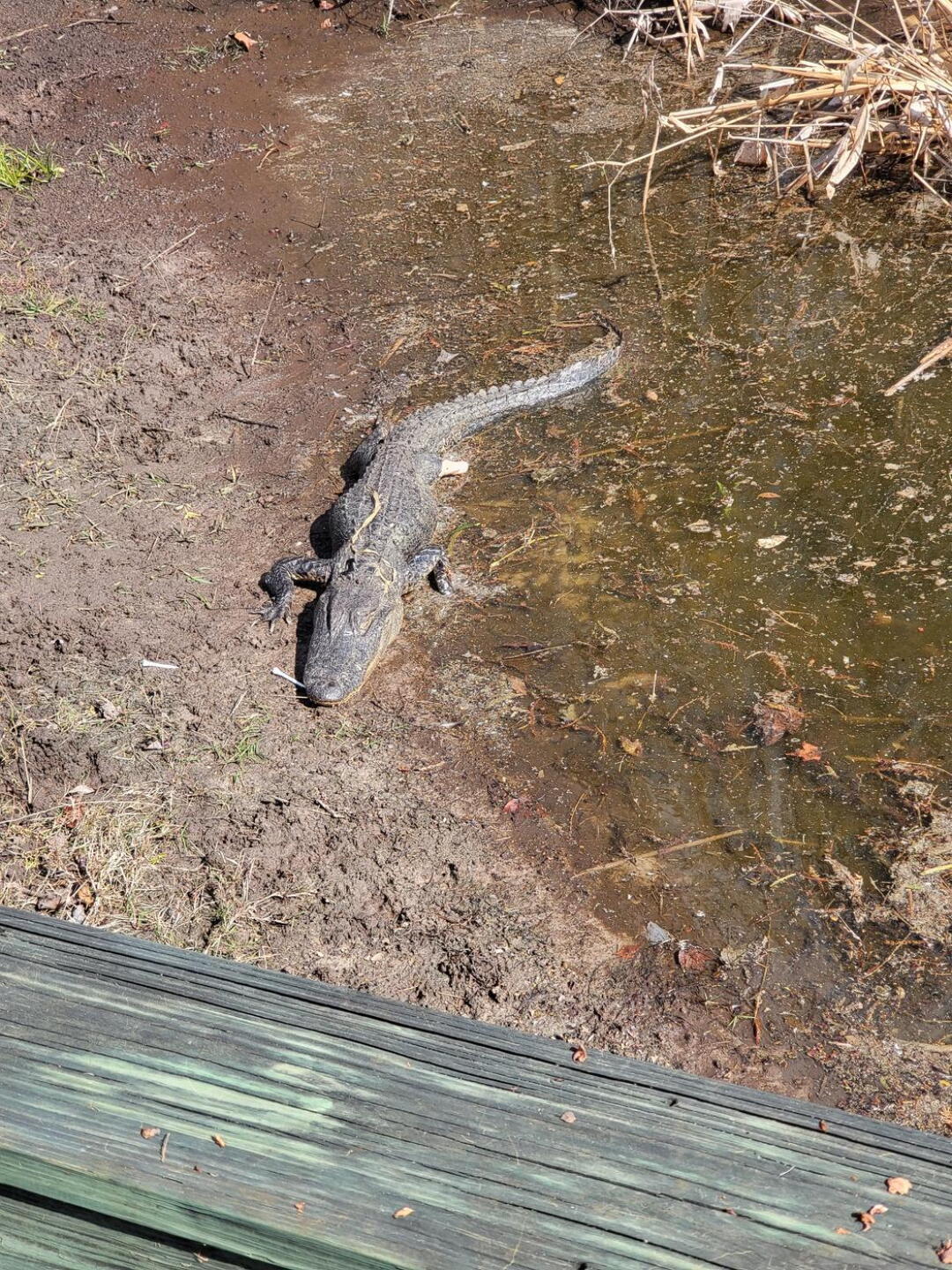 (Photo submitted by TLCooper852 on 02/05/2022)