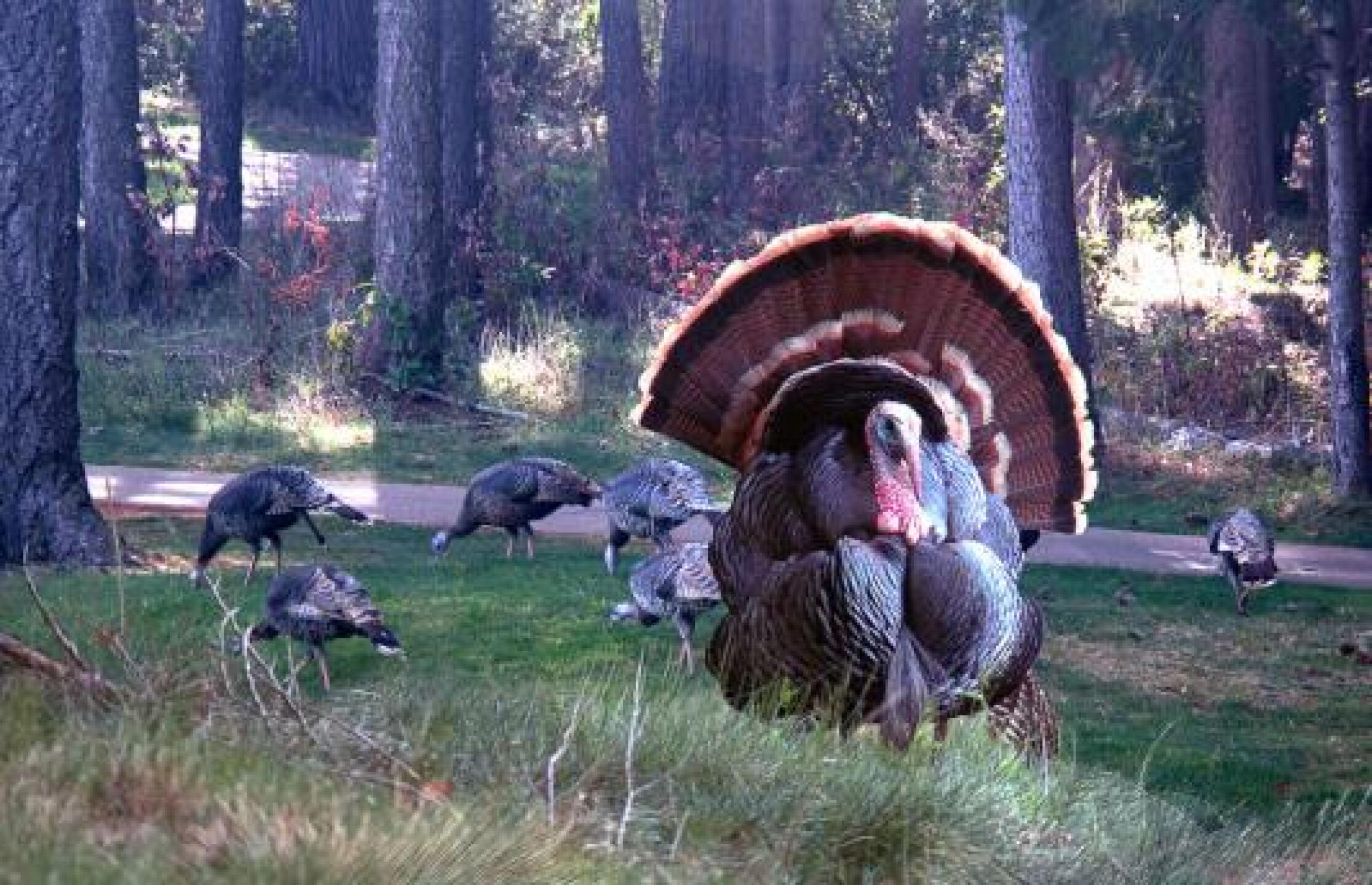 Tom Turkey with his "ladies" were roaming about on the course. (Photo submitted by Annapics on 03/19/2013)