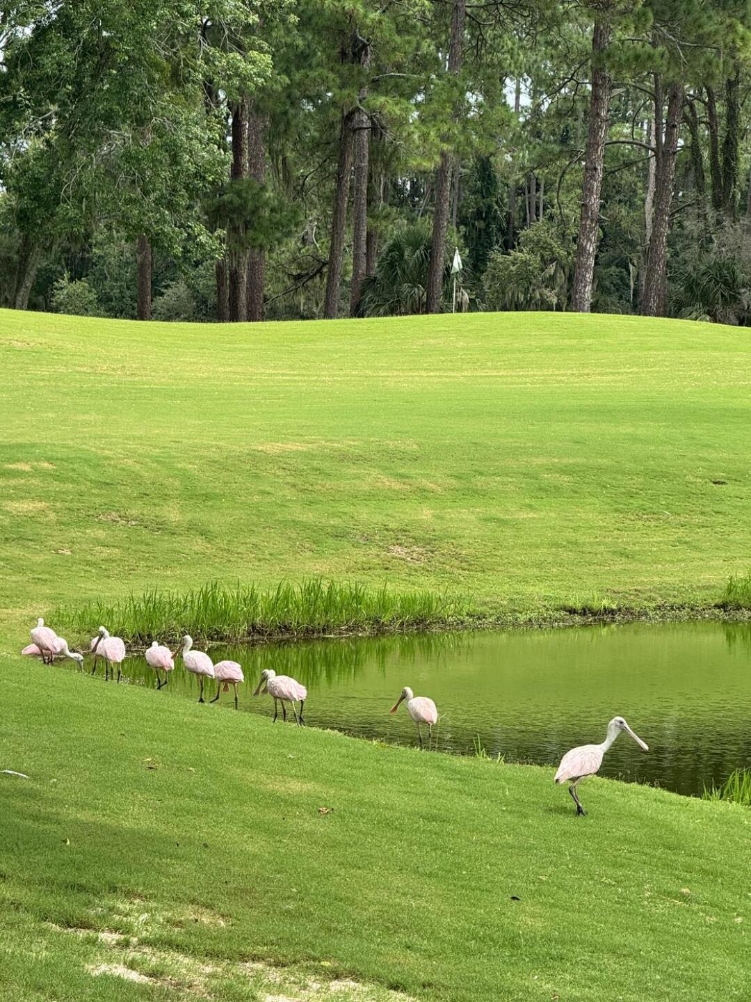 (Photo submitted by AGFreeman on 08/17/2025)