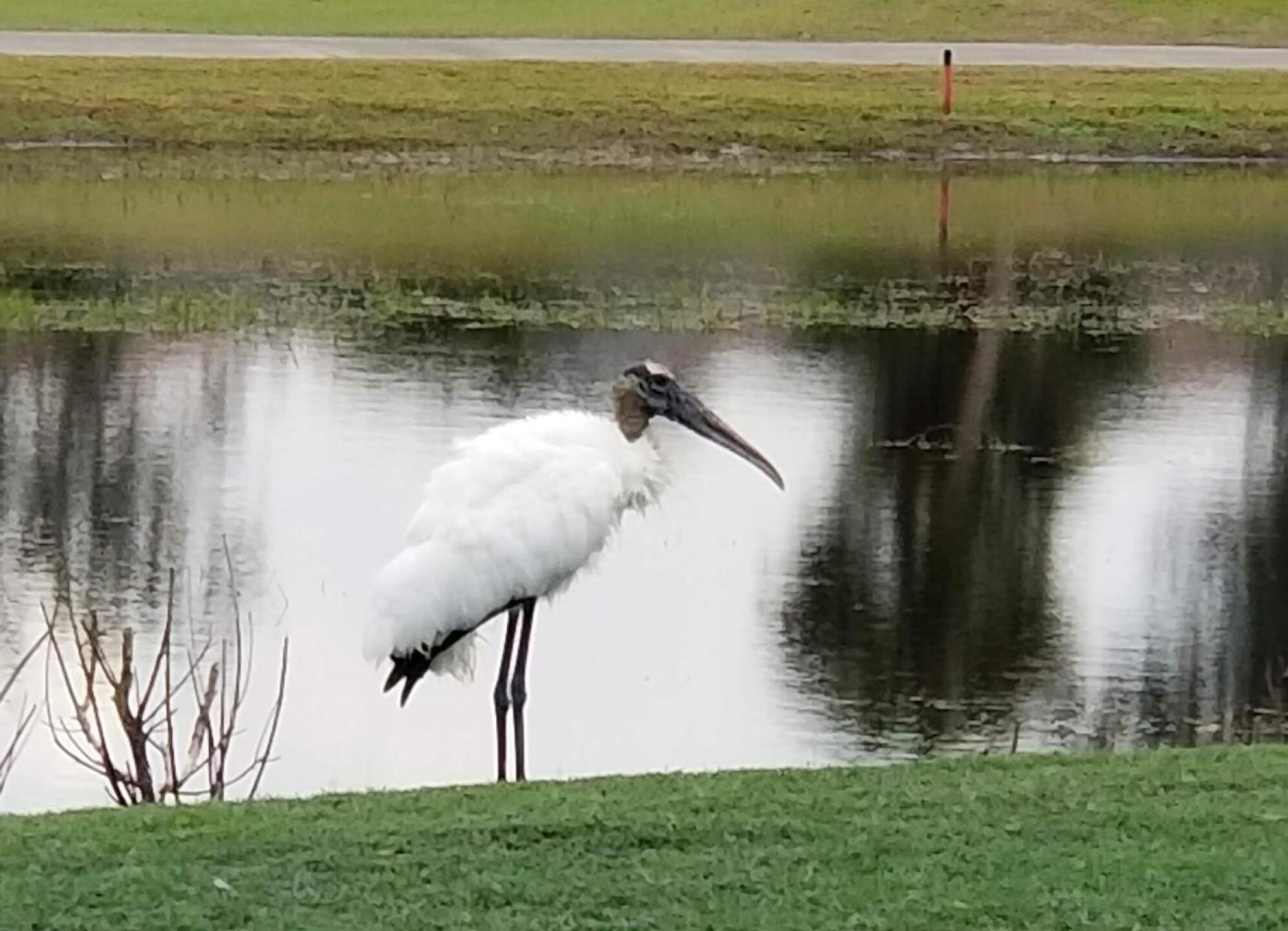 (Photo submitted by tjbeads on 01/07/2021)