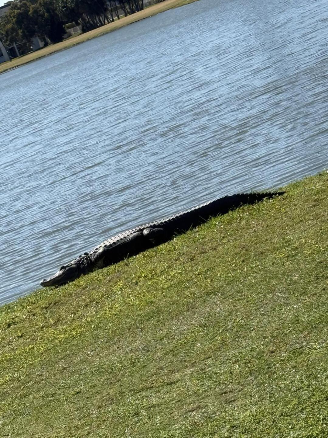 (Photo submitted by mphillipsucf on 03/03/2026)