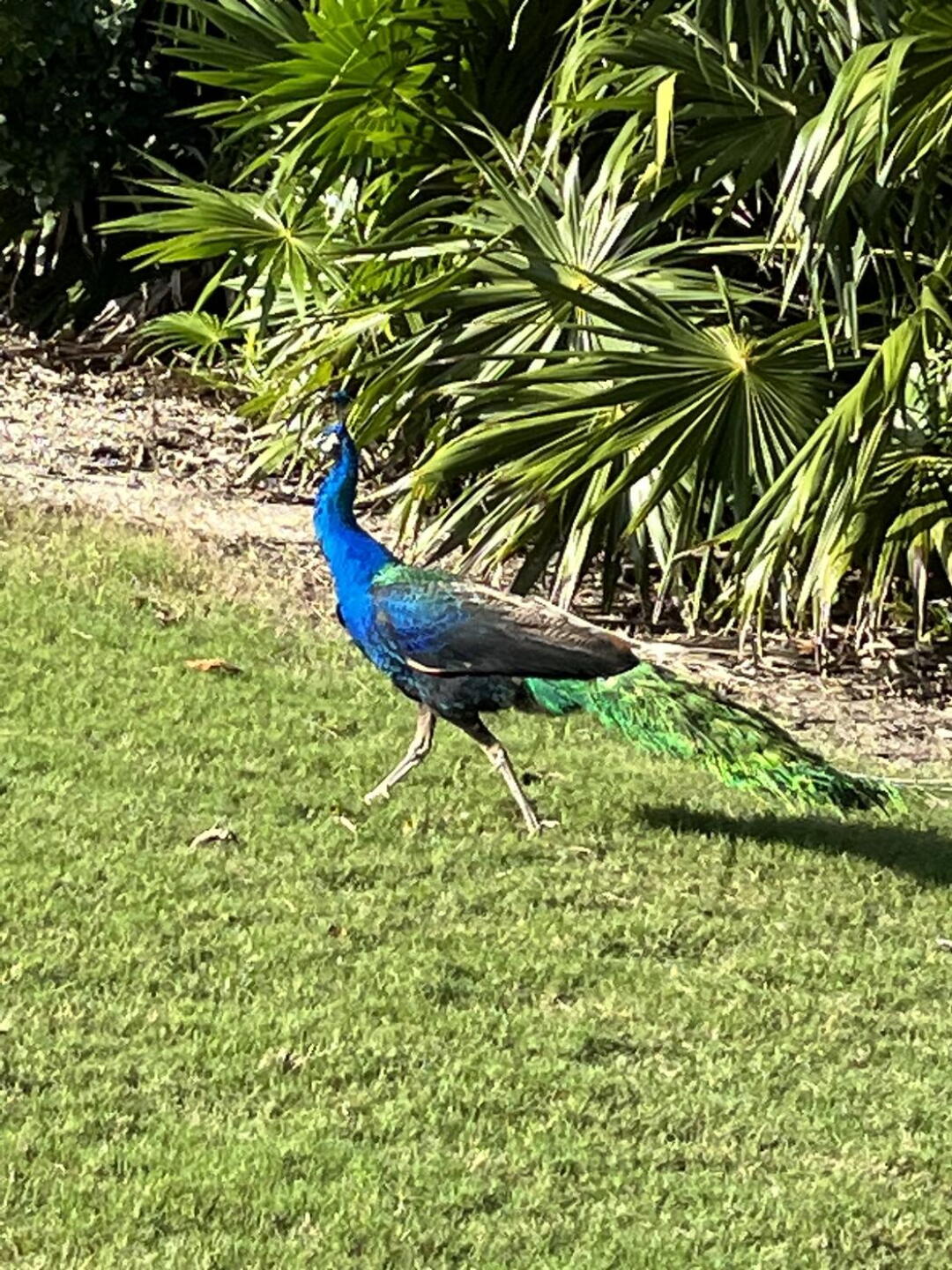 Wildlife (Photo submitted by grantdow on 01/01/2023)