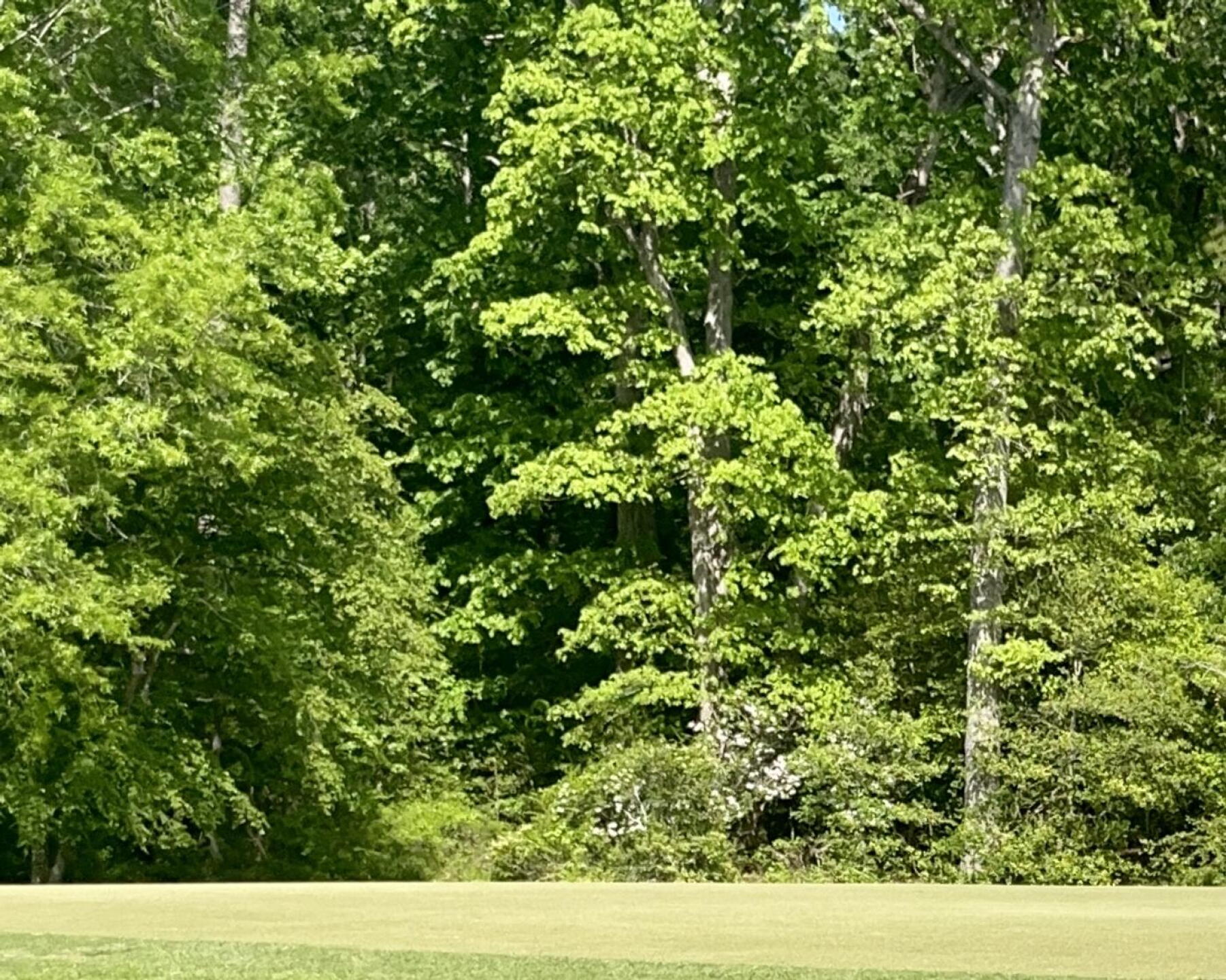 Green #4 (Photo submitted by Amestdian on 04/26/2022)