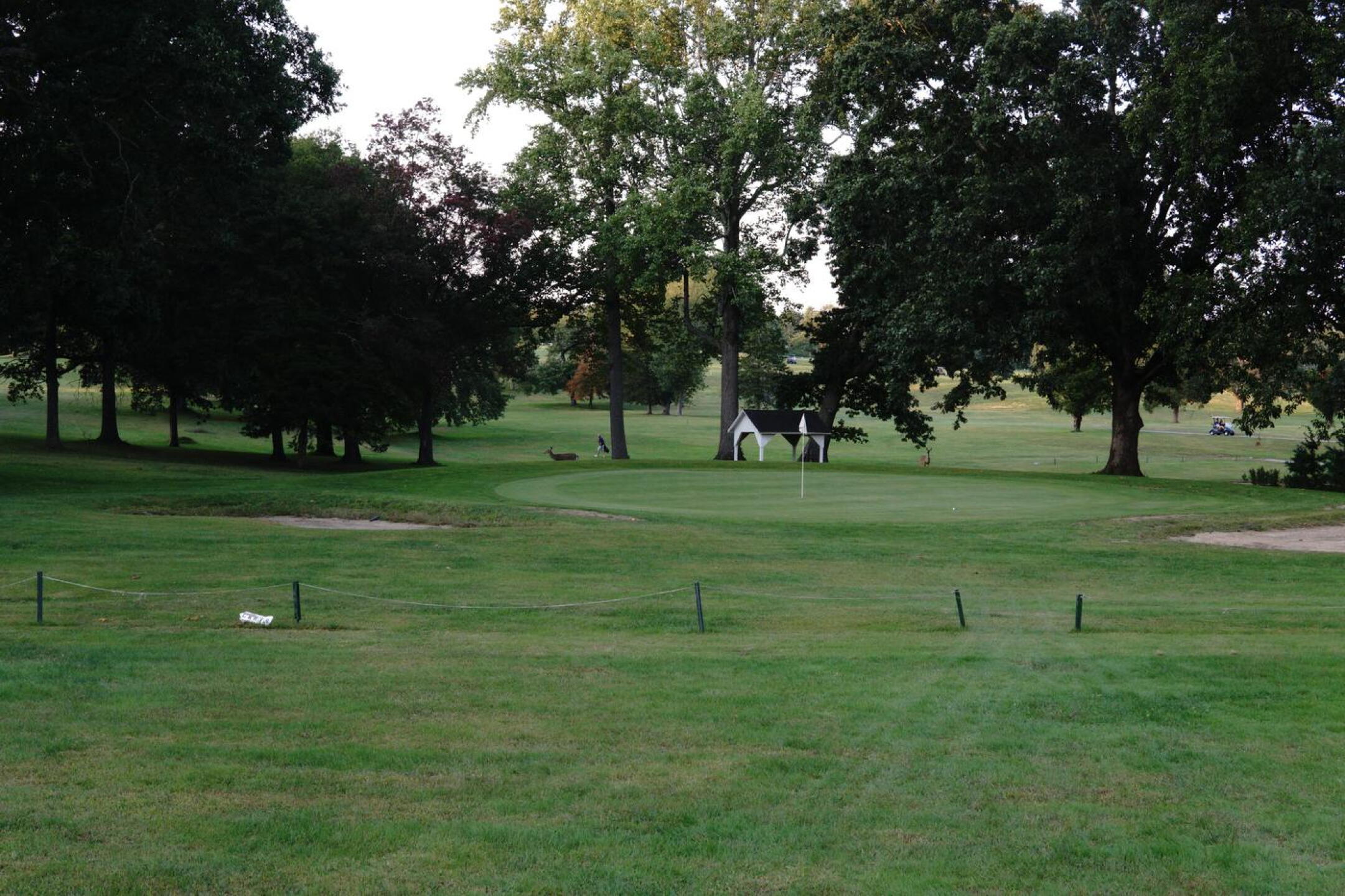 8th hole: near dusk: Two deer (both behind green–to left and right of white pavilion) are about to hightail it over to the ninth tee. (Photo submitted by AptlyLinked on 10/02/2022)