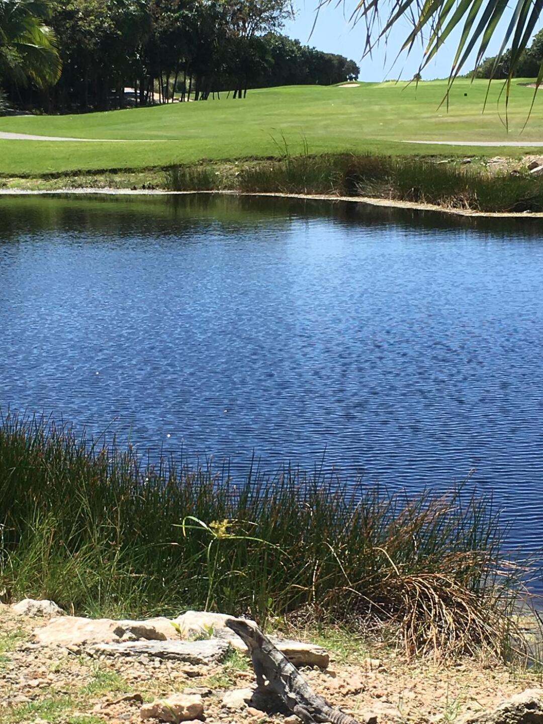 wildlife on the course (watch out for crocs and coatis who will take your food) (Photo submitted by Rexus7 on 04/21/2018)