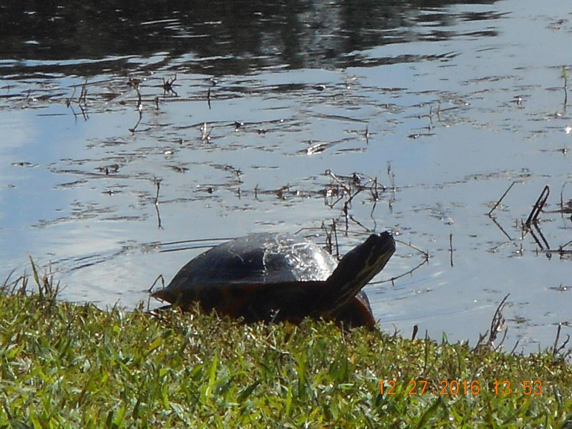 (Photo submitted by allennoell on 01/14/2017)