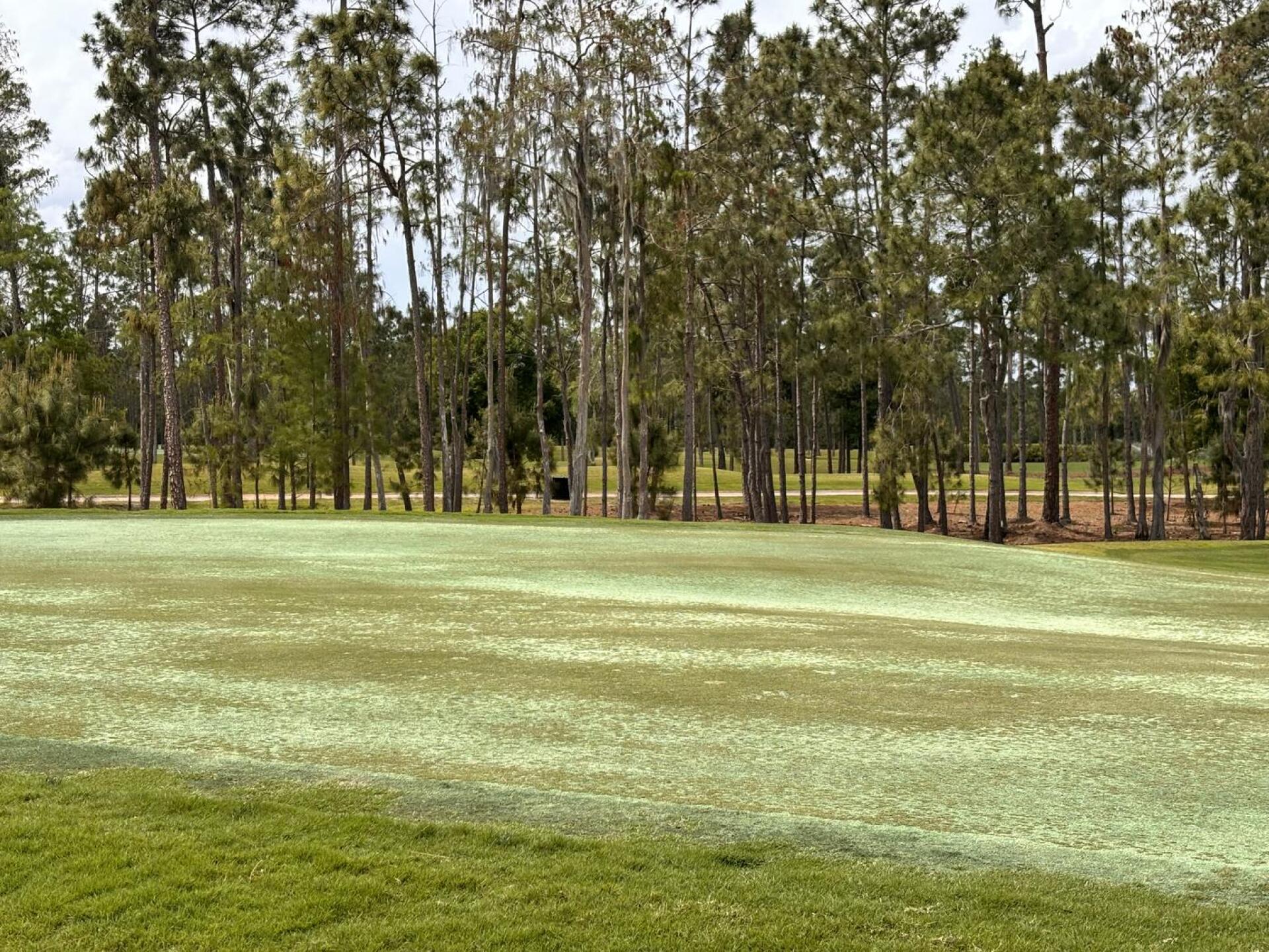 (Photo submitted by rpffpr on 04/02/2025)