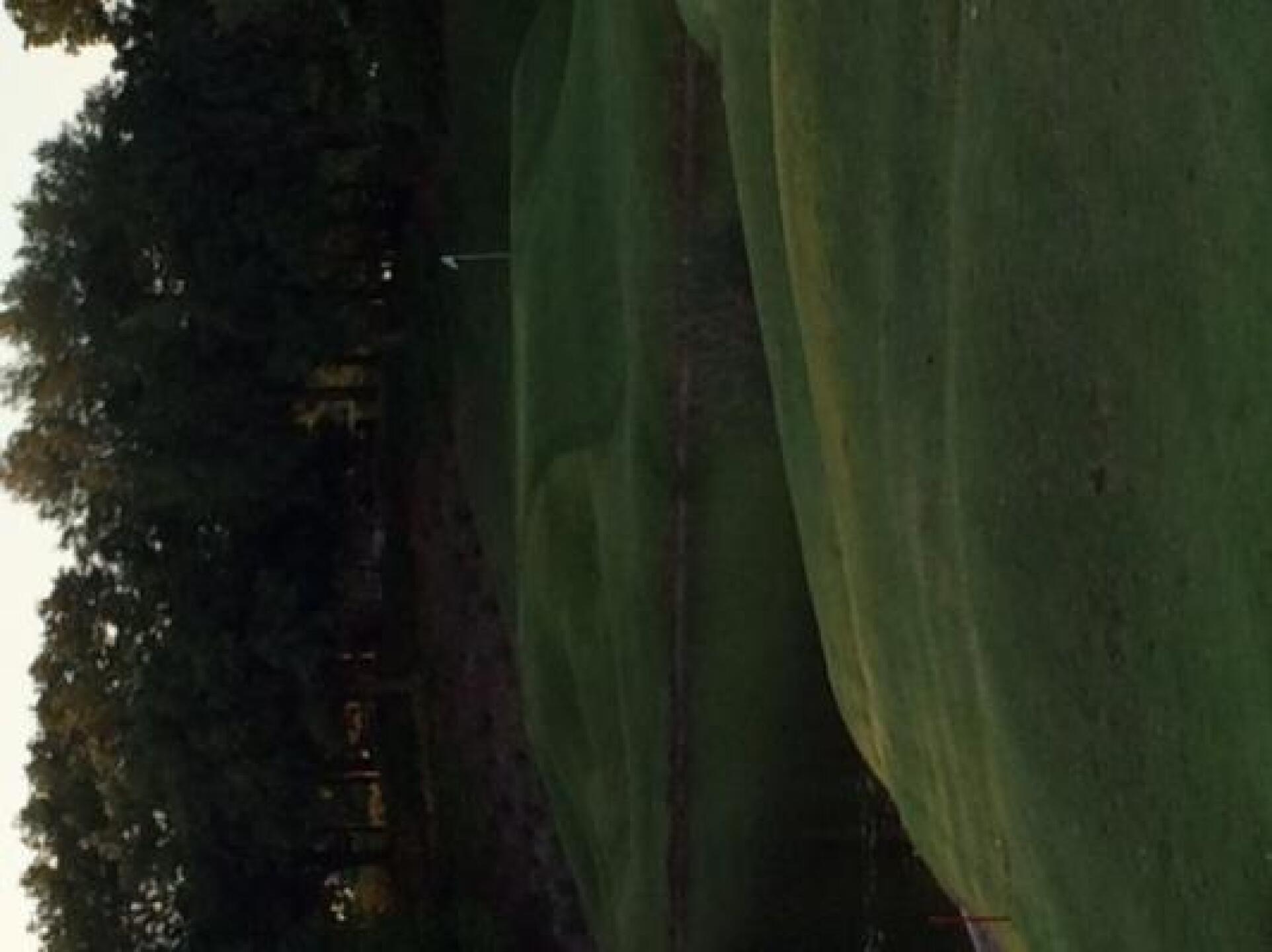 Grand Cypress S Course Par 5 (Photo submitted by Ron1851273 on 04/13/2014)