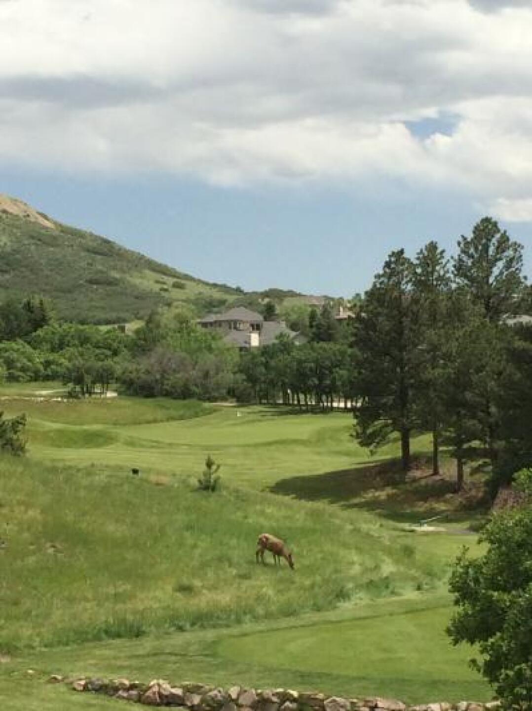 Wildlife on 2, a par 3 (Photo submitted by jamescoope on 06/15/2014)
