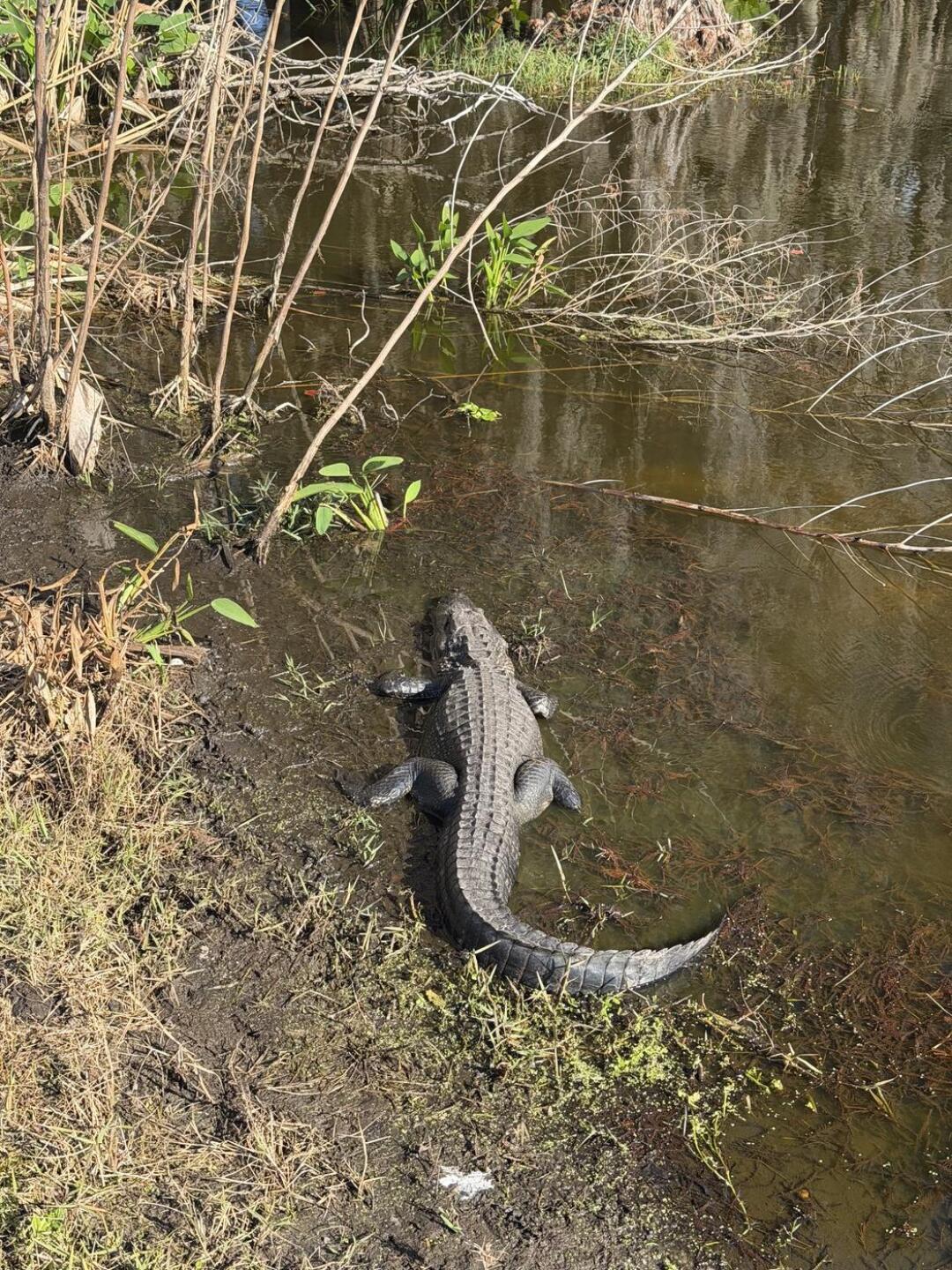 (Photo submitted by Msronika3 on 01/01/2026)