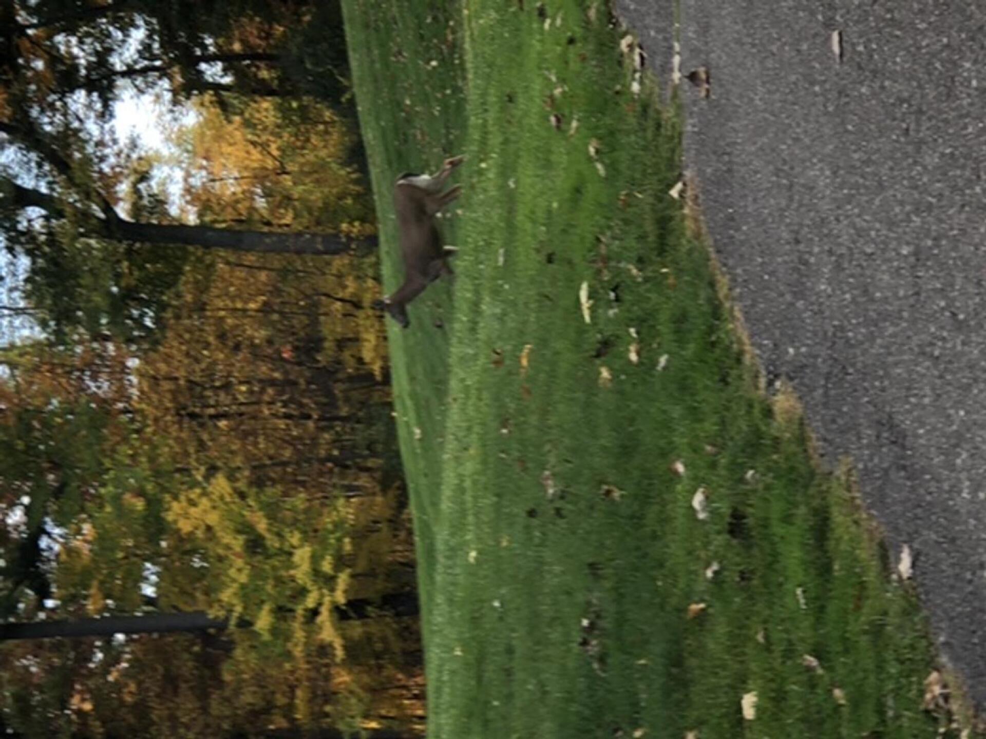 (Photo submitted by u5219427 on 10/13/2020)