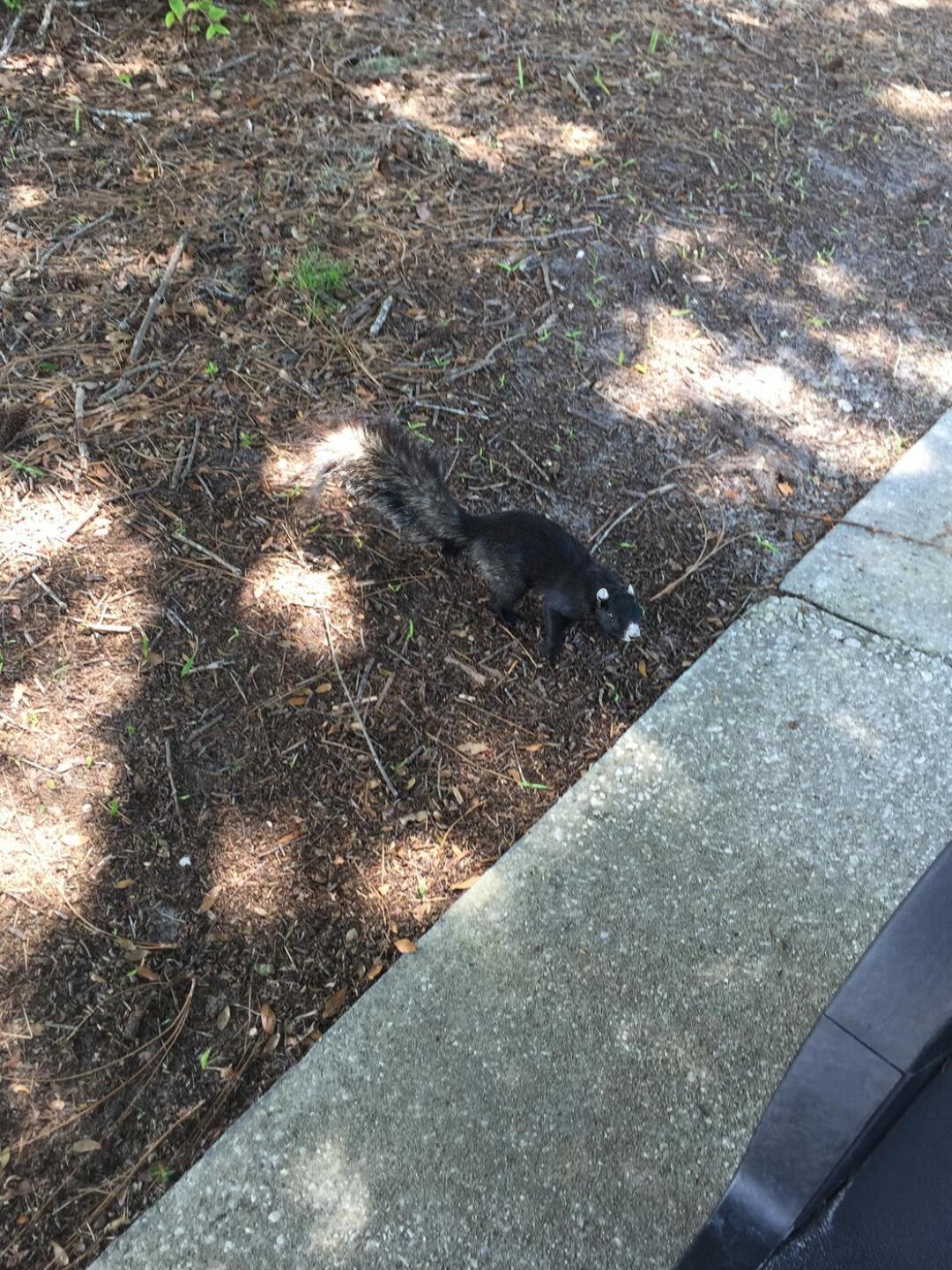 (Photo submitted by Tsanderson on 06/25/2018)
