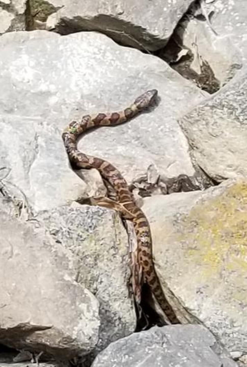 Snake @ Emerald Lake (Photo submitted by Lewwwis on 04/24/2020)