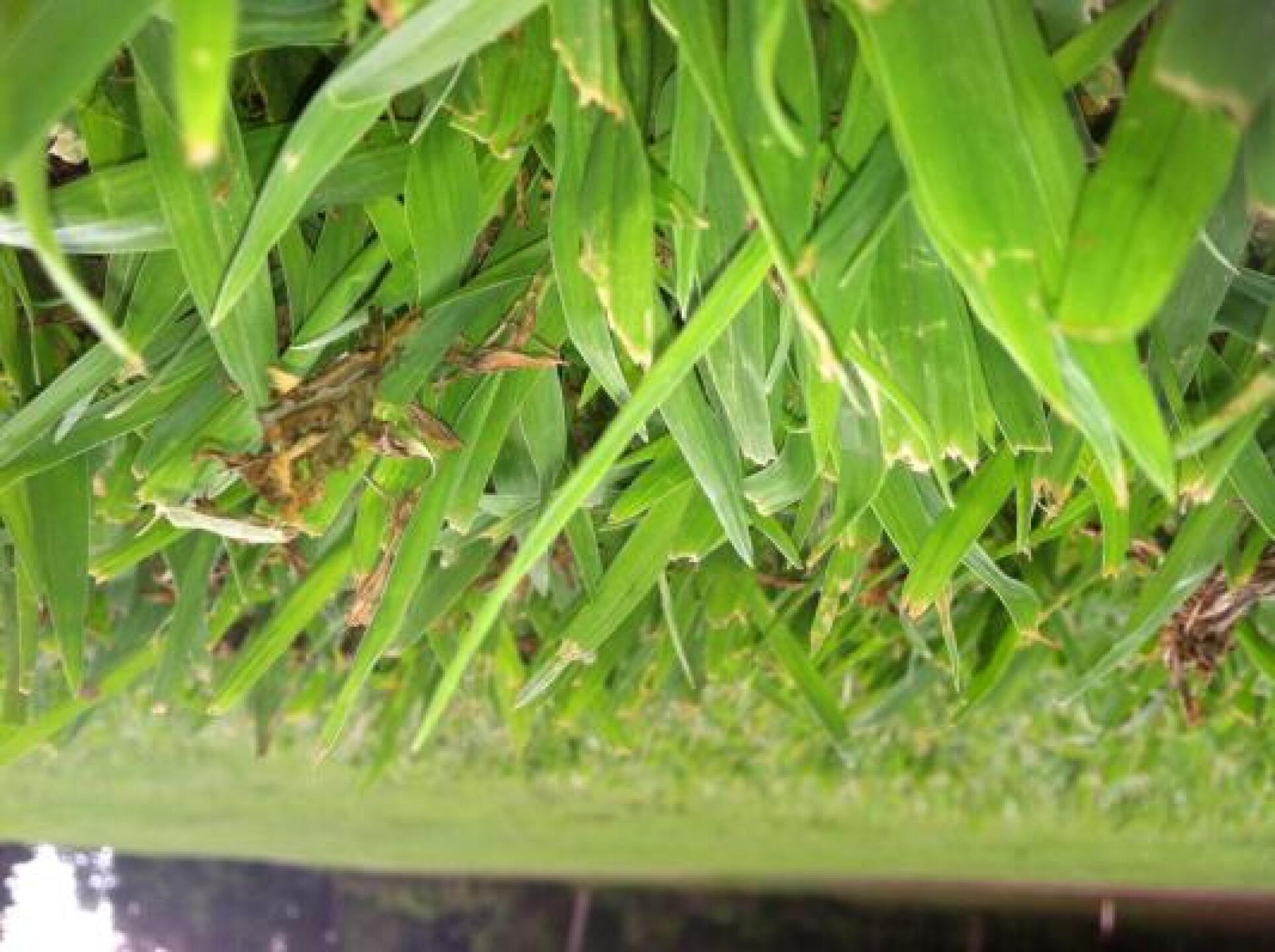 This is an actual picture of the middle of the FAIRWAY. Yes, the grass is 3 inches tall. There is no such thing as a good lie here. (Photo submitted by null on 09/24/2012)