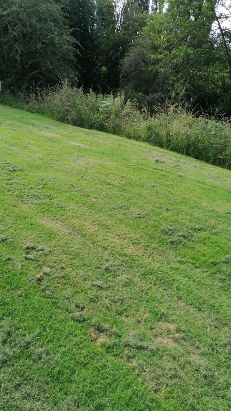 That dense foliage is only yards to one side and borders water (Photo submitted by 0hwR2viWAoWPbobDRx7U on 07/13/2021)