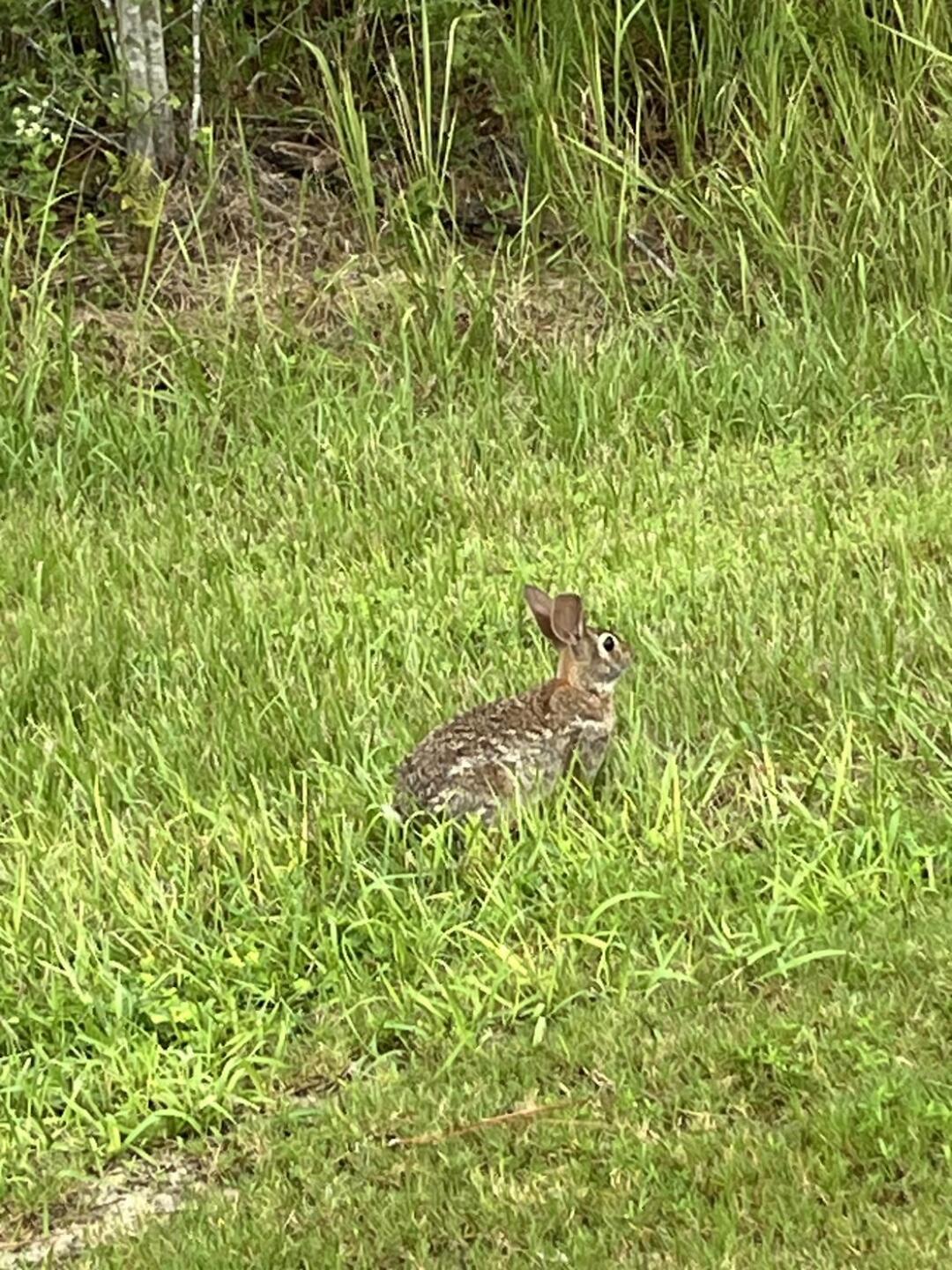 (Photo submitted by samdantone48 on 08/05/2025)