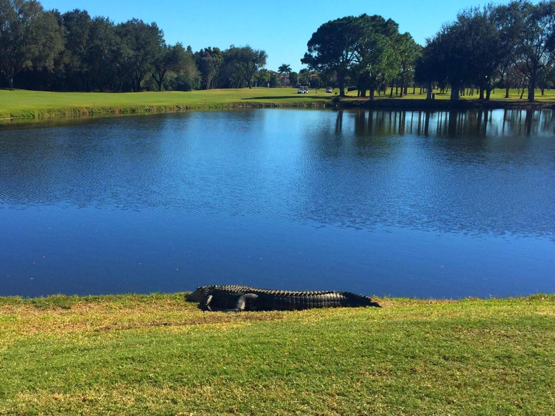 Gator hazard (Photo submitted by u000003319766 on 02/08/2017)