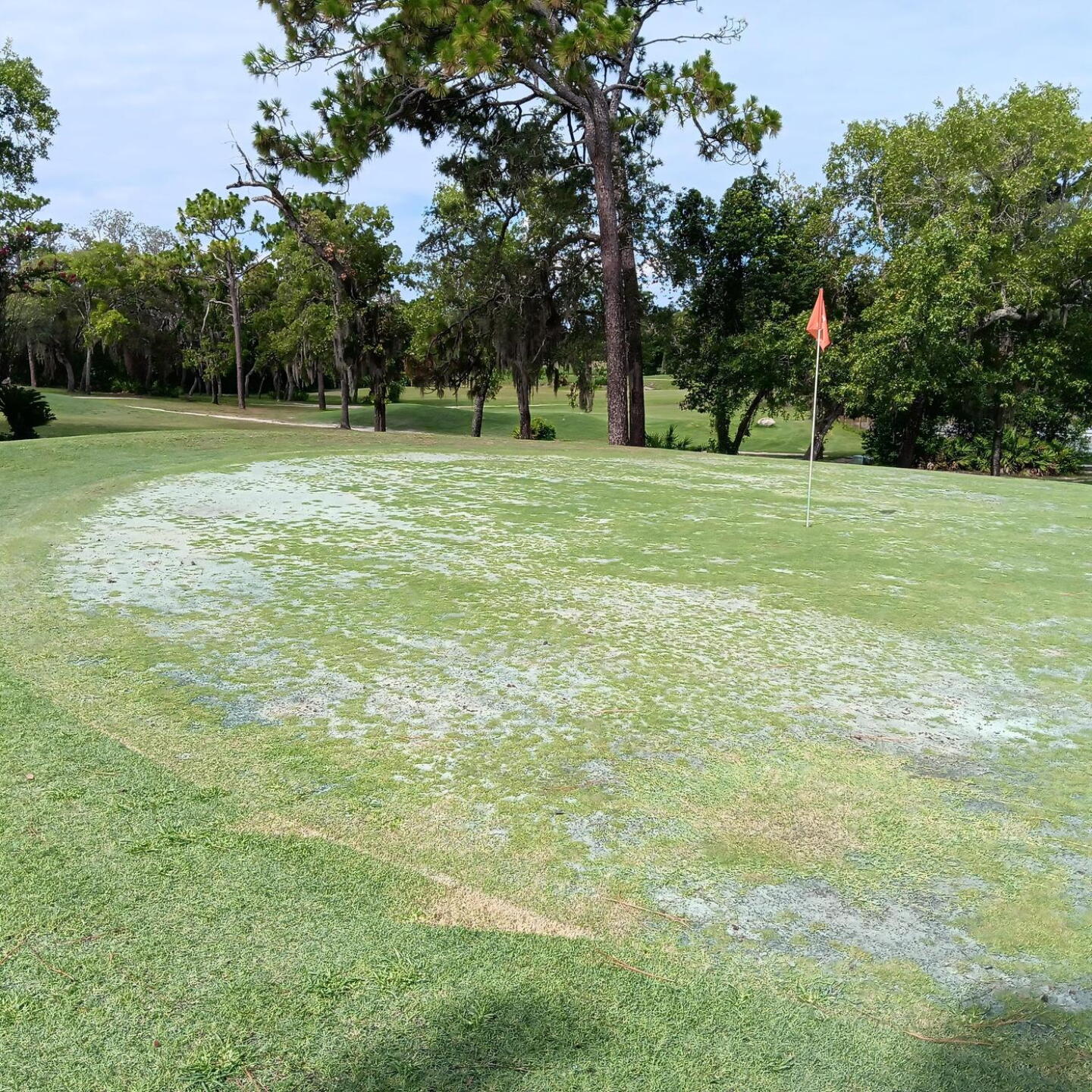 Sandy Greens (Photo submitted by rockview on 07/04/2026)